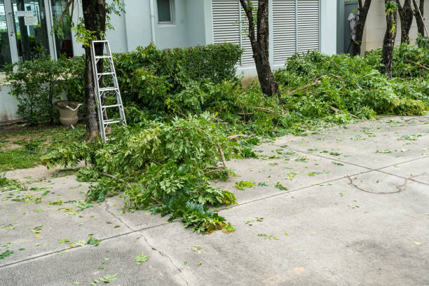 How Our Tree Care Process Works  in  West Terre Haute, IN